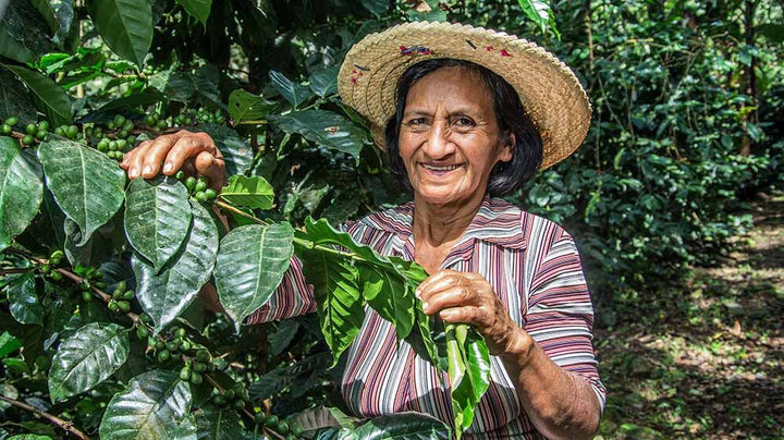 Where does our organic coffee come from?