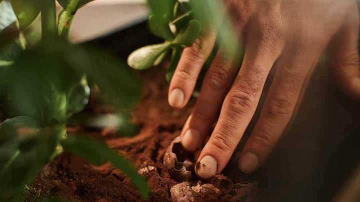 Coffee composting: basic principles